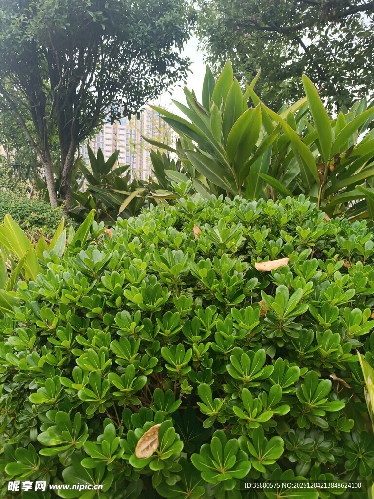 绿意盎然的繁茂植物景观