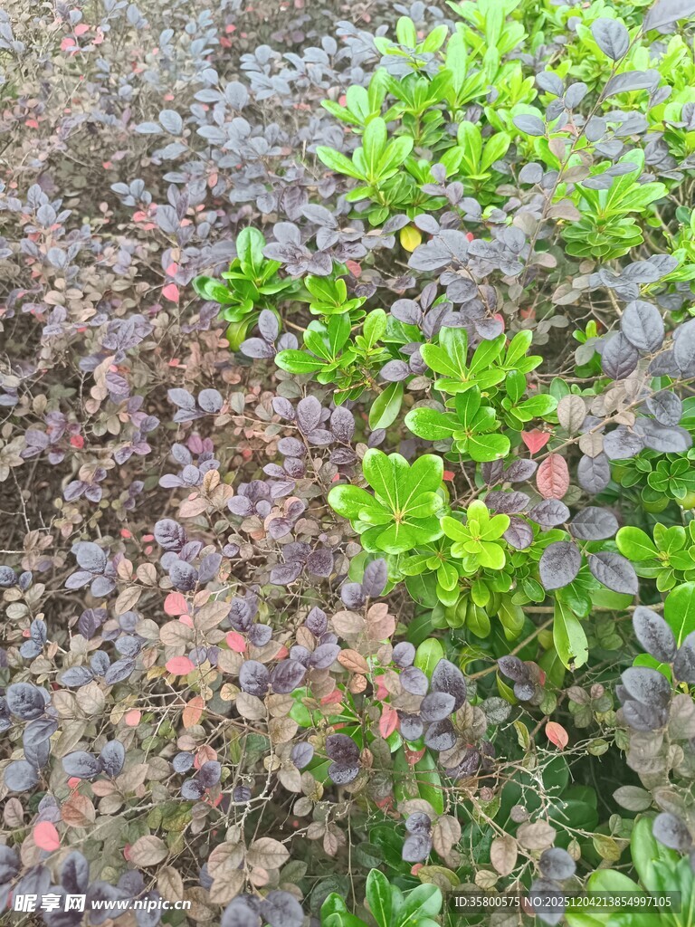 多彩植物景观