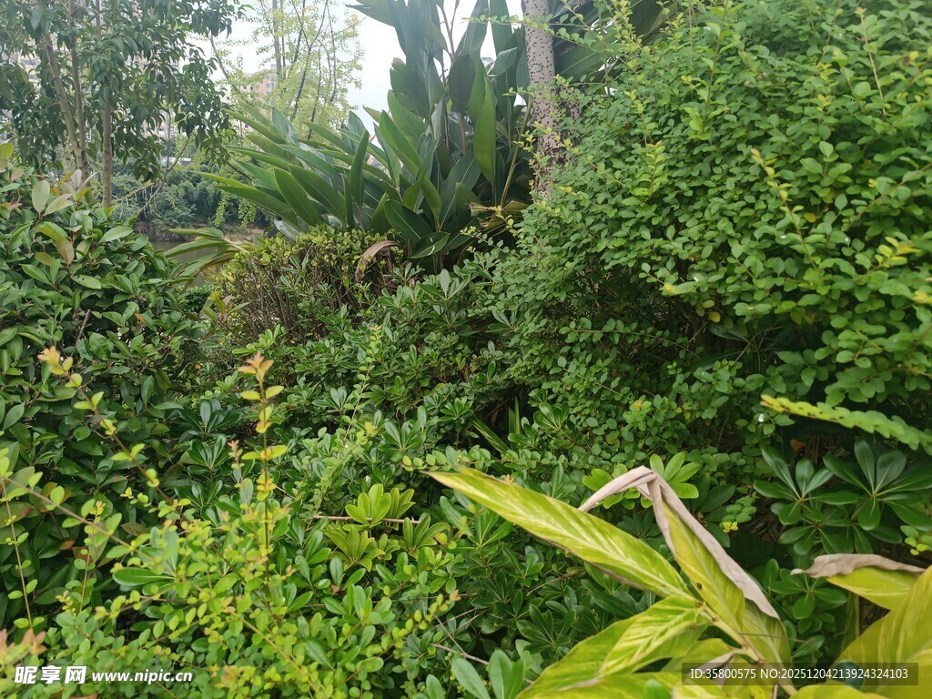 繁茂绿植景观