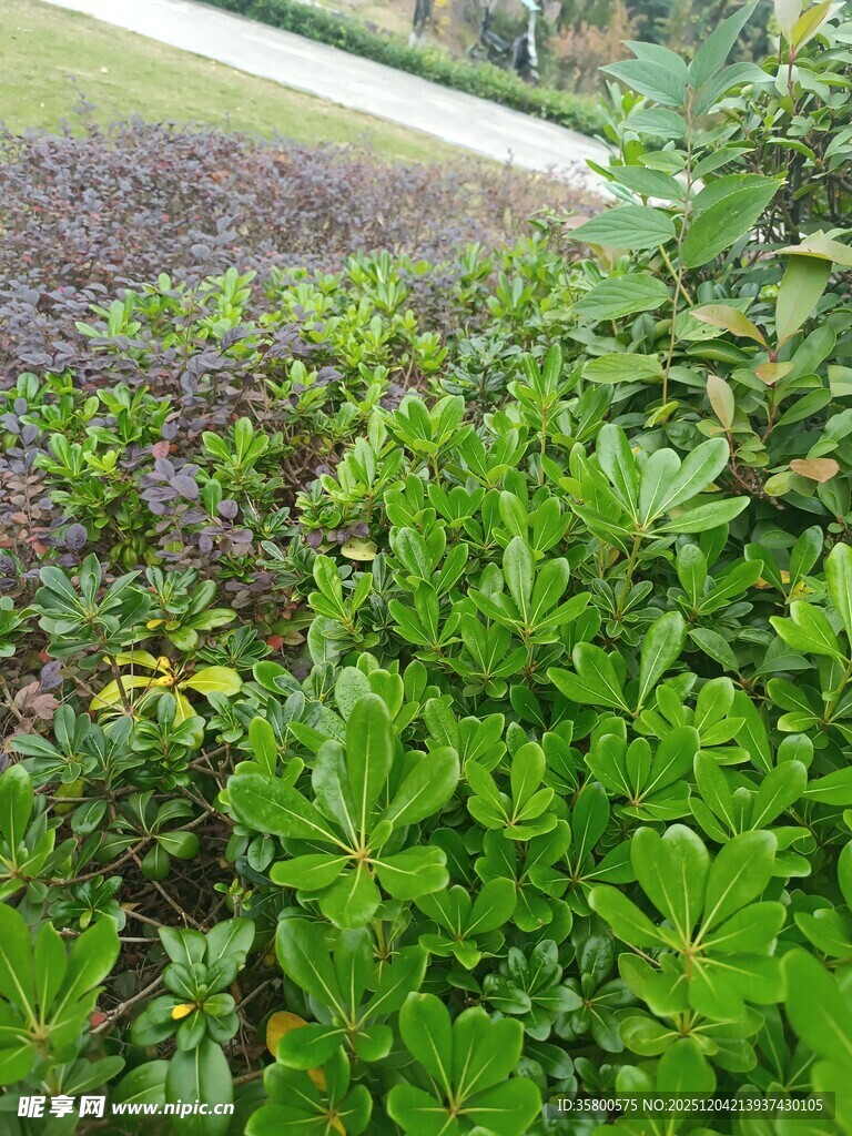 绿意盎然的植物景观
