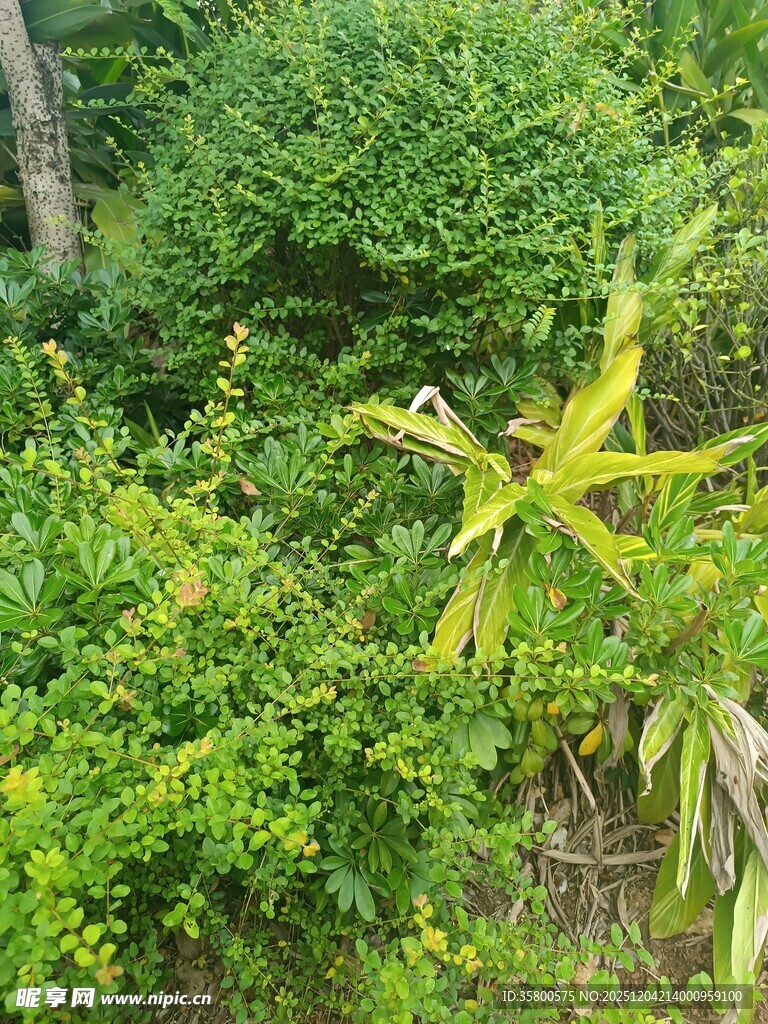 林中绽放的黄色星形花朵