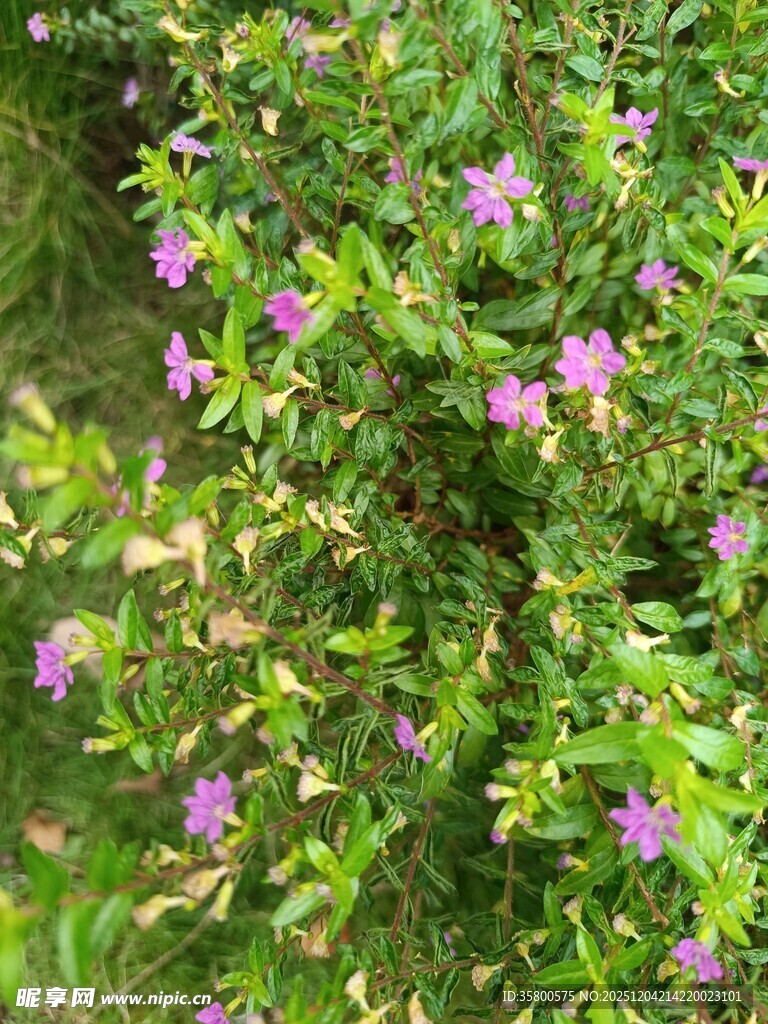 绿叶丛中的紫色小花