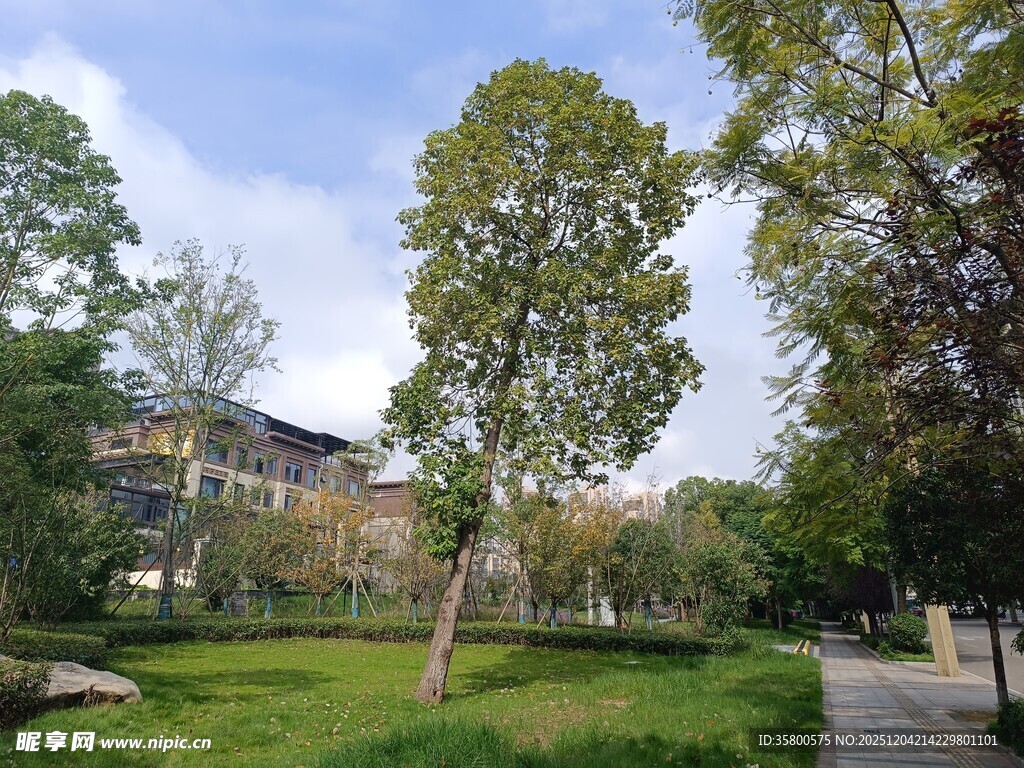 城市中的静谧绿化景观