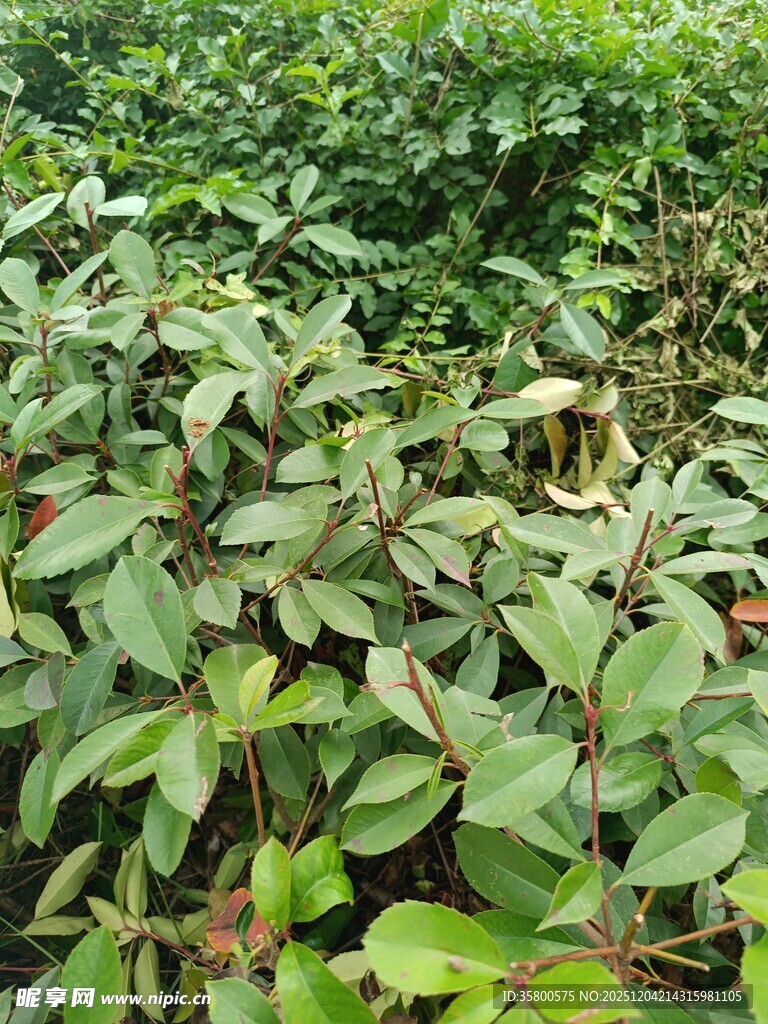 绿叶繁茂的植物景观