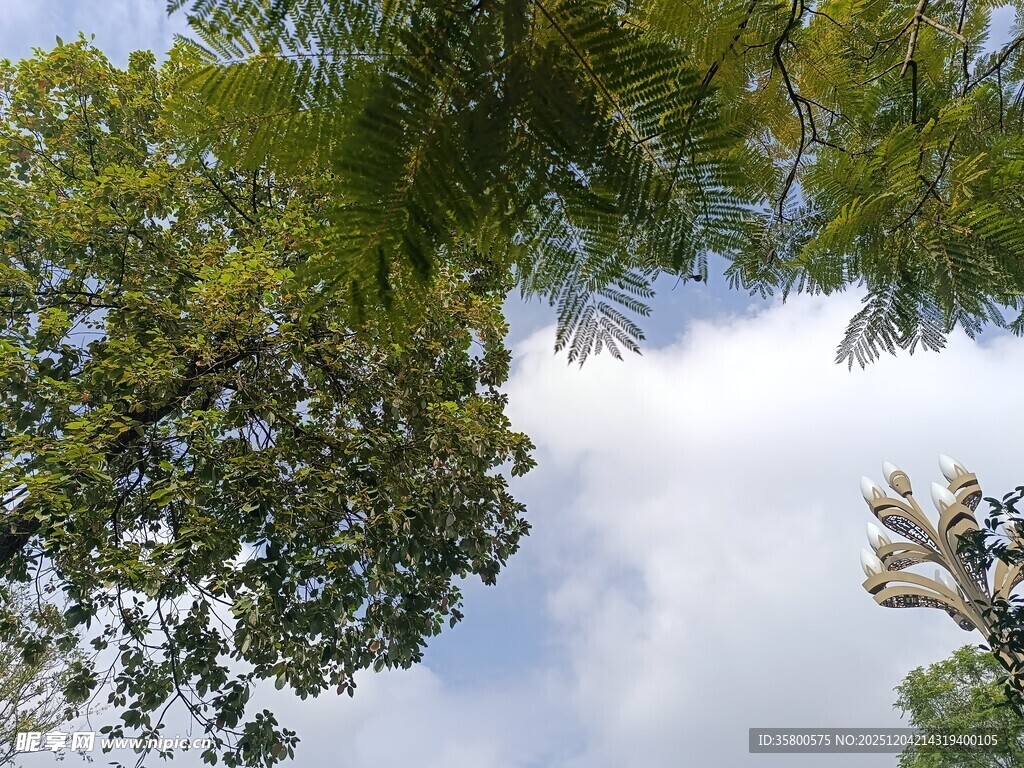 仰视葱郁树冠与蓝天白云