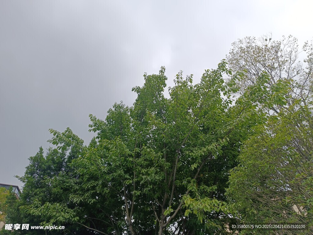 阴天里的葱郁绿树