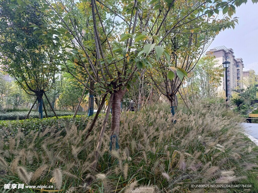 城市中的自然绿植景观