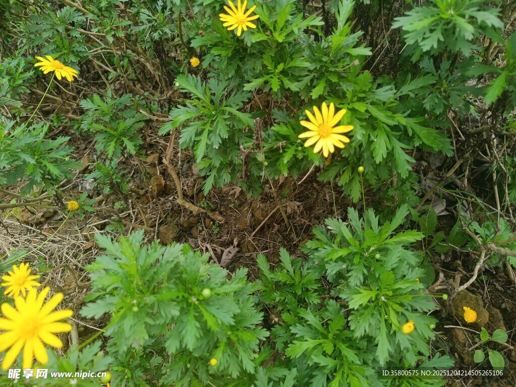 草丛中的黄色小花