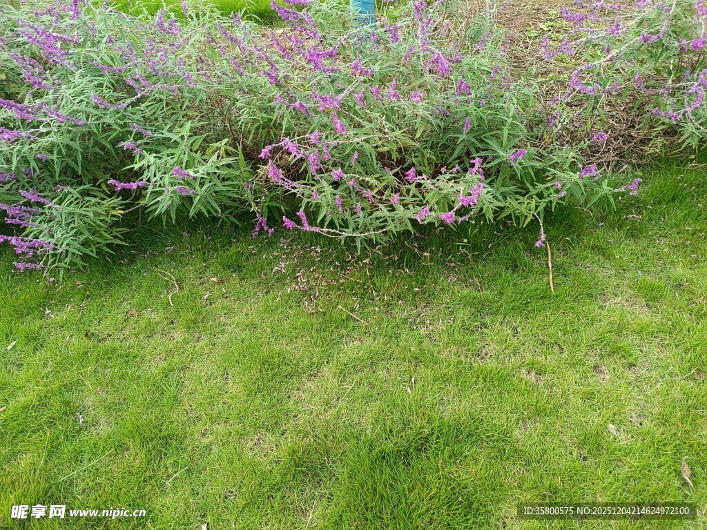 绿草繁花的自然景致