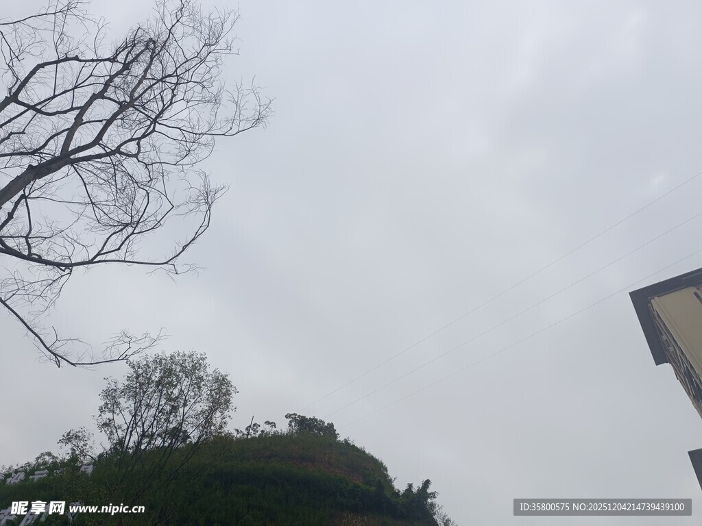 阴天树枝与建筑景象