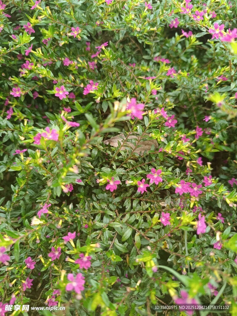 繁茂花丛中的粉色小花