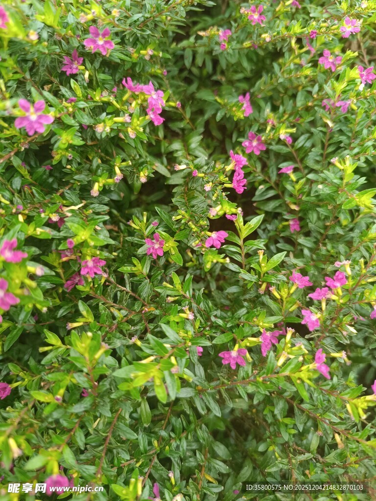 繁花绿叶的美丽植物景观