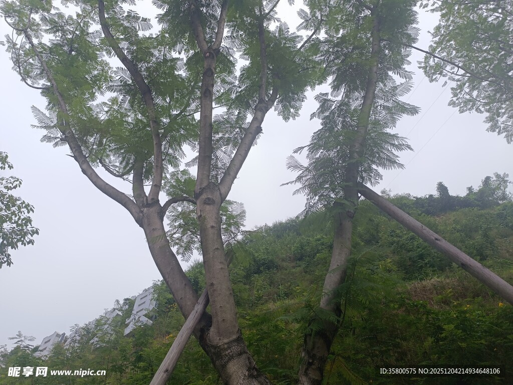 山坡上的树木与支撑物