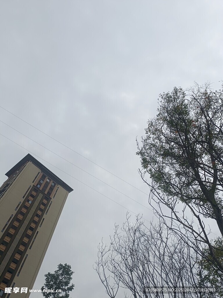 高楼旁的树木与阴沉天空