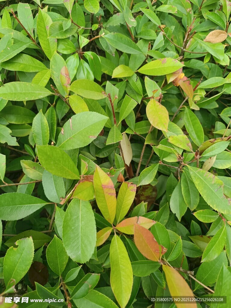 翠绿繁茂的植物叶片特写
