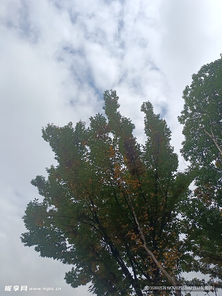 仰视天空下的葱郁树木