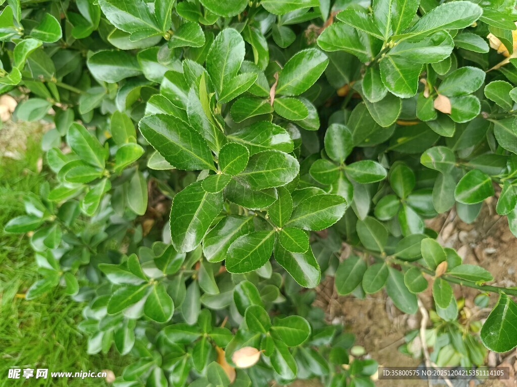 绿叶繁茂的灌木丛