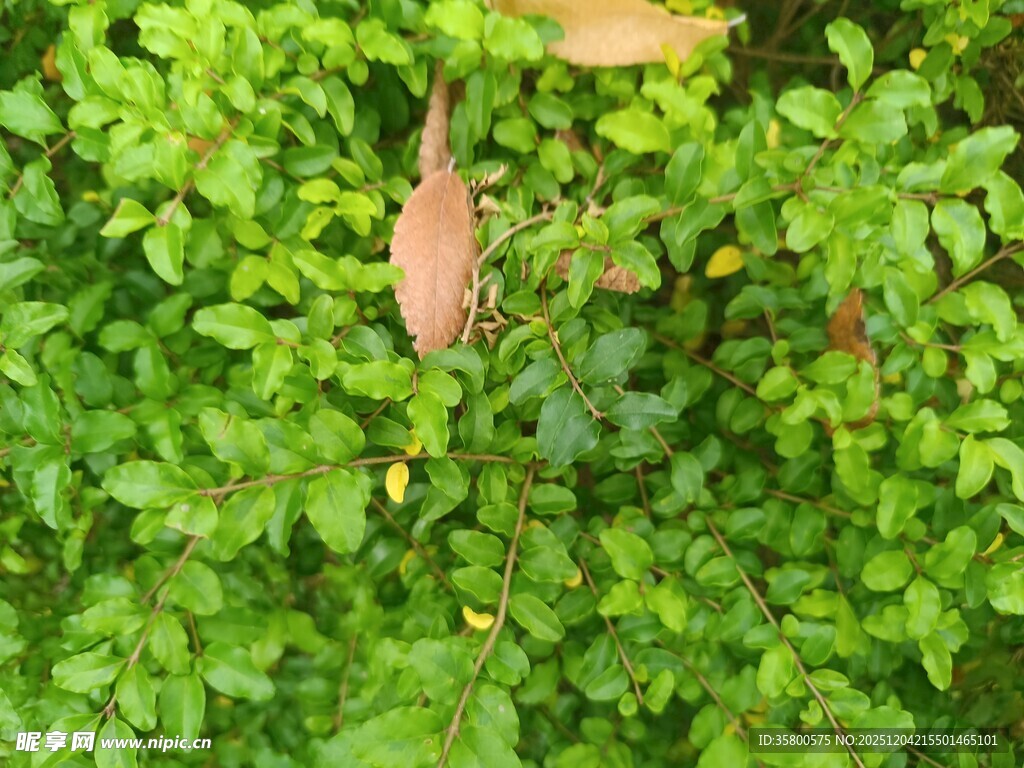 翠绿植物中的枯叶