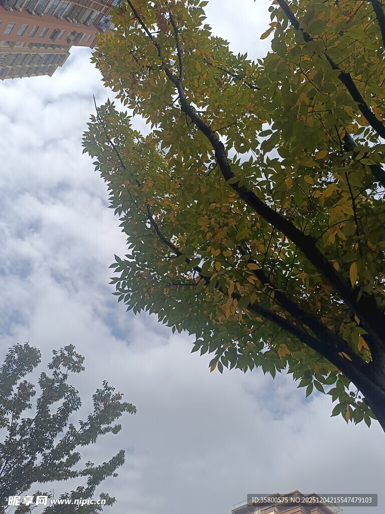 秋日树梢与天空美景