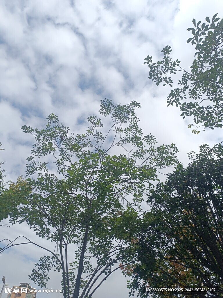 天空下的繁茂绿树