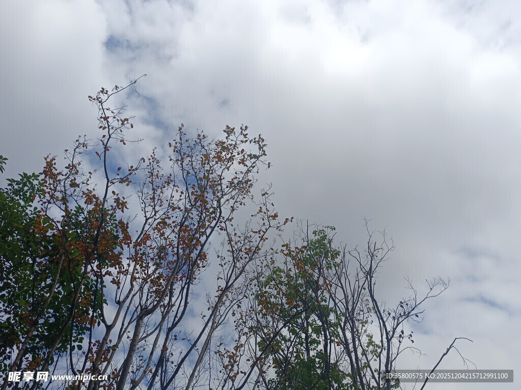 树梢之上的多云天空