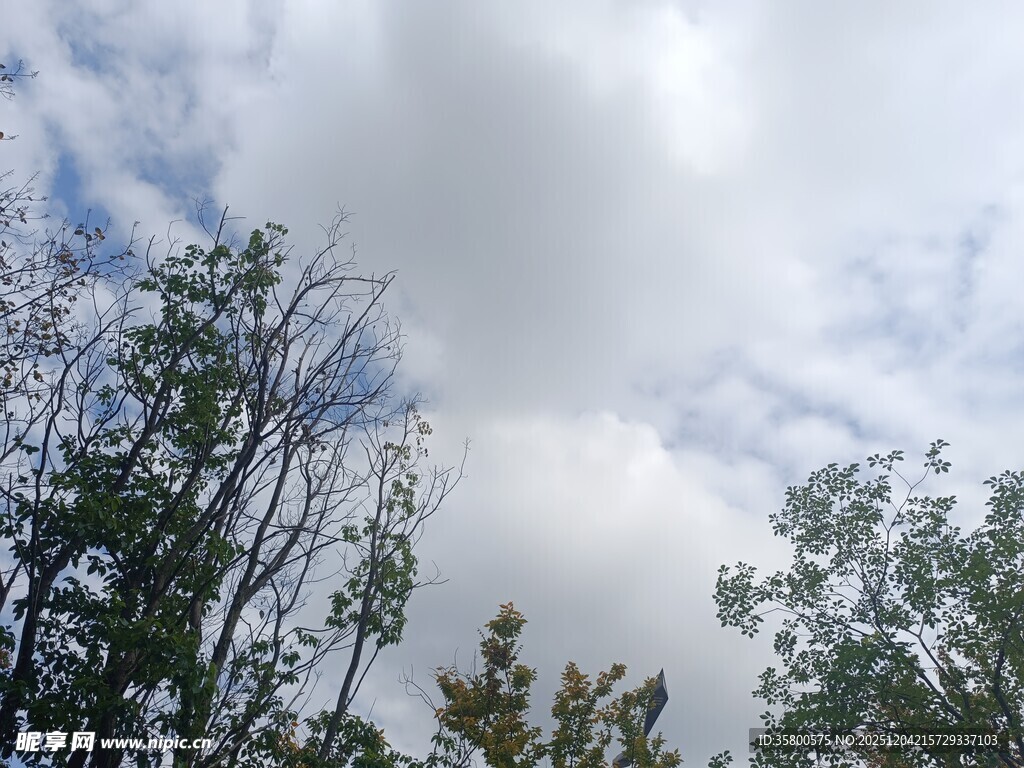 树梢间的多云天空