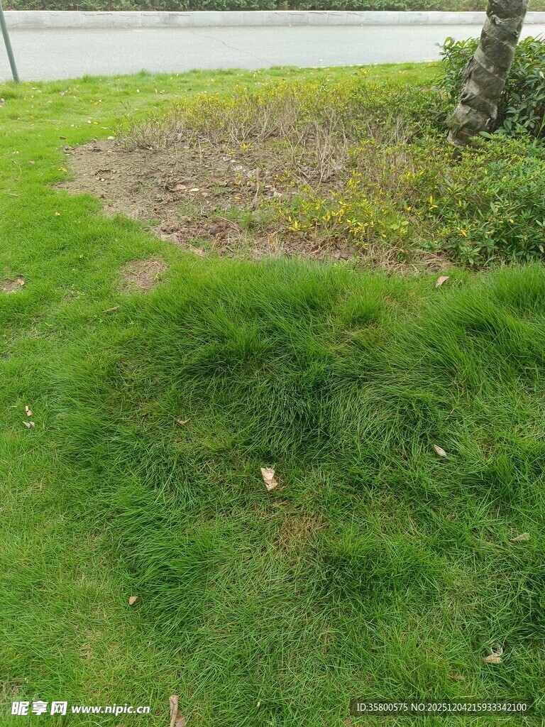 绿意盎然的草地景观