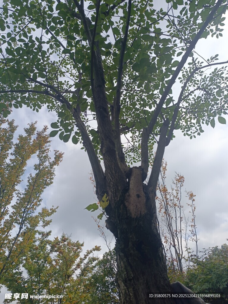 粗壮大树枝叶繁茂