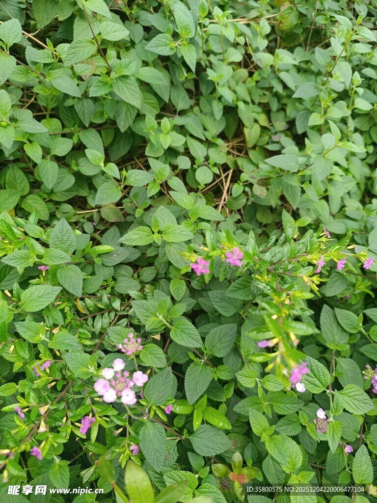 绿叶丛中的粉色小花