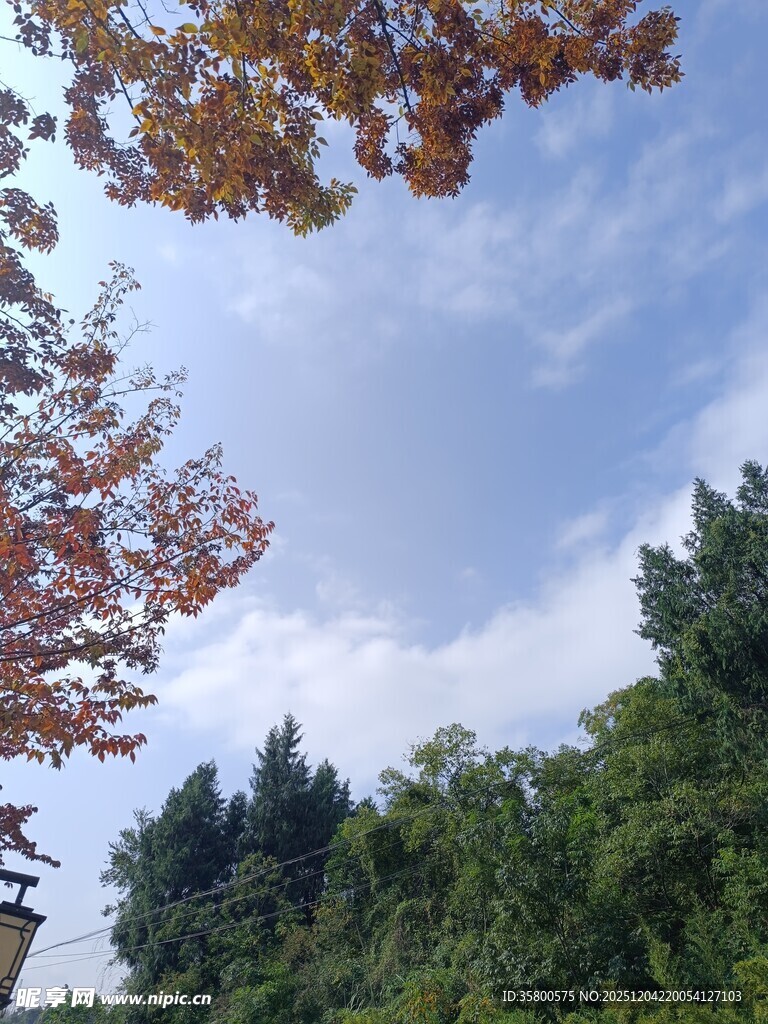 秋日树梢与蓝天白云