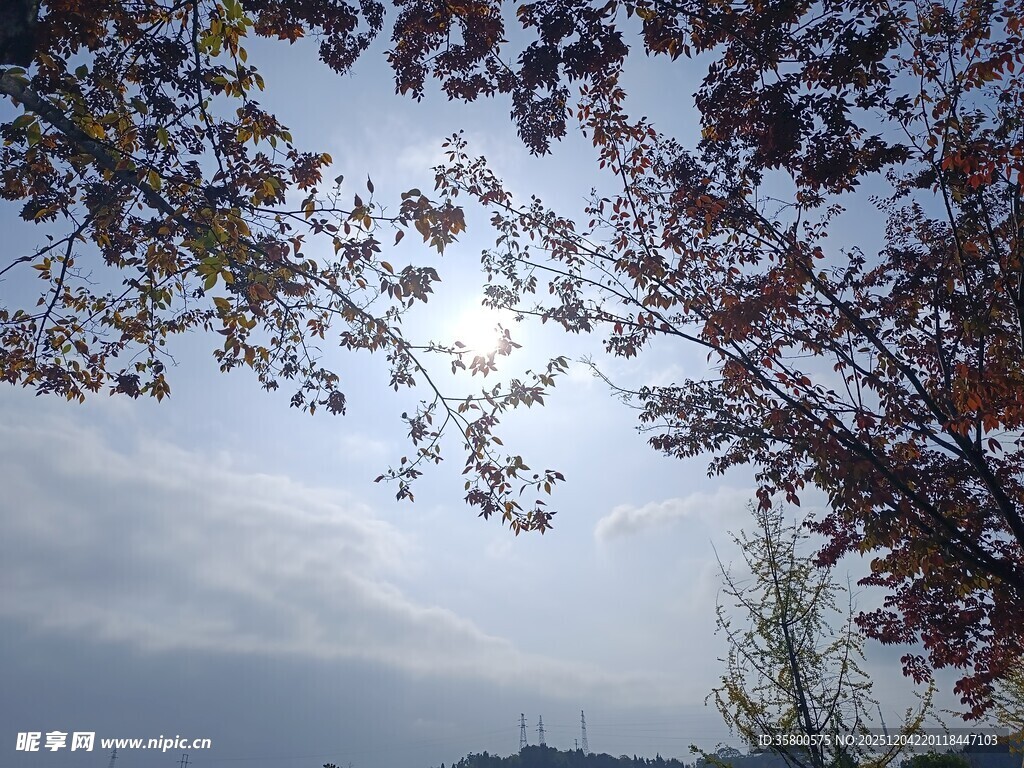 秋日树枝下的天空景致