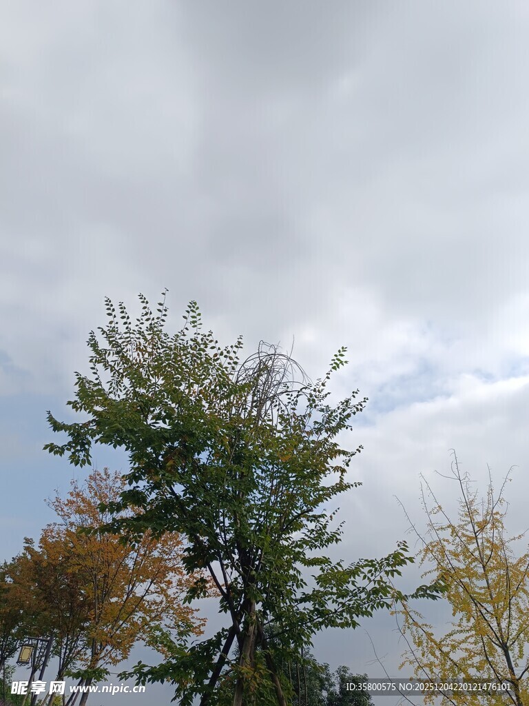 多云天气下的树木景观