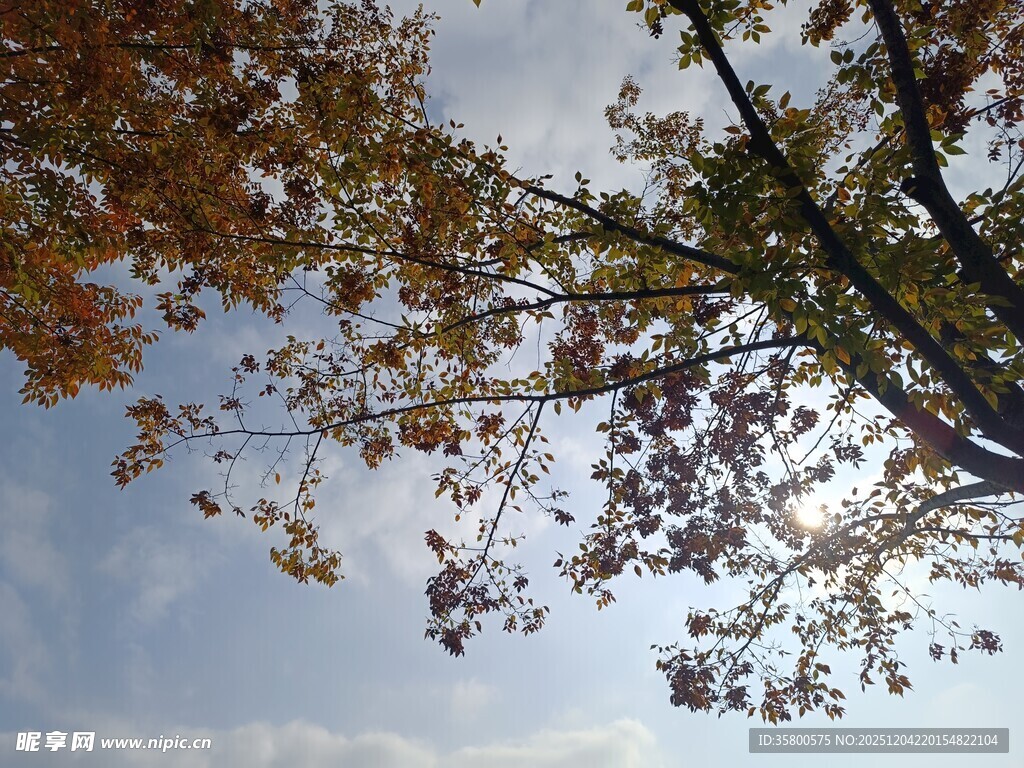 秋日树梢与蓝天美景