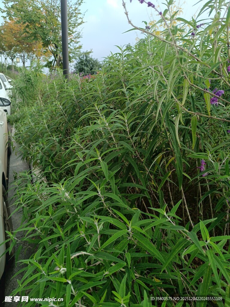 繁茂绿植景观