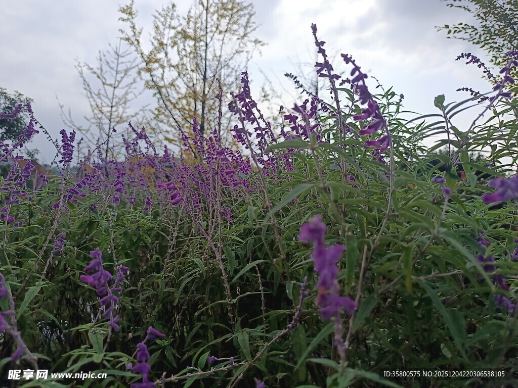 紫色花卉丛中的自然景致