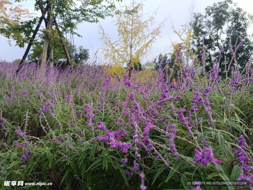 紫色花海中的自然美景