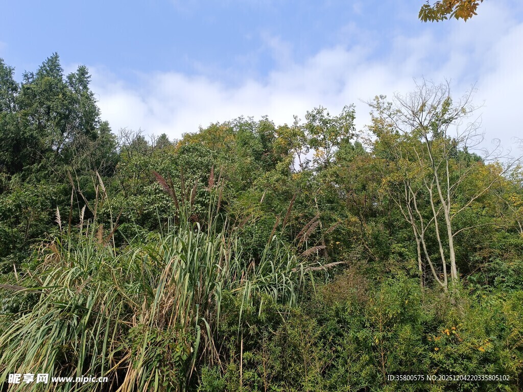 繁茂山林间的葱郁植被