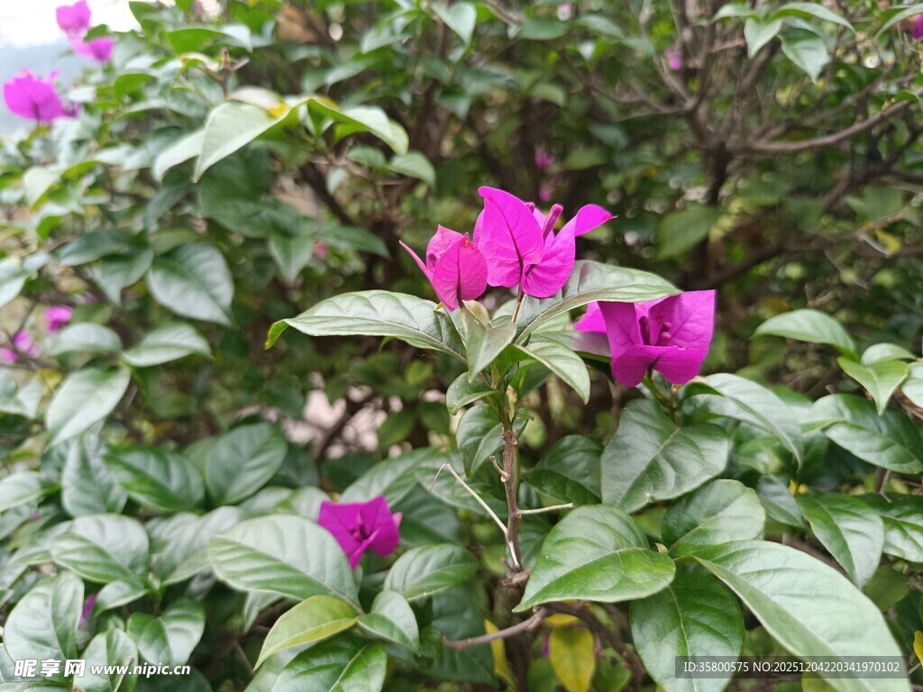 娇艳三角梅绽放绿叶间