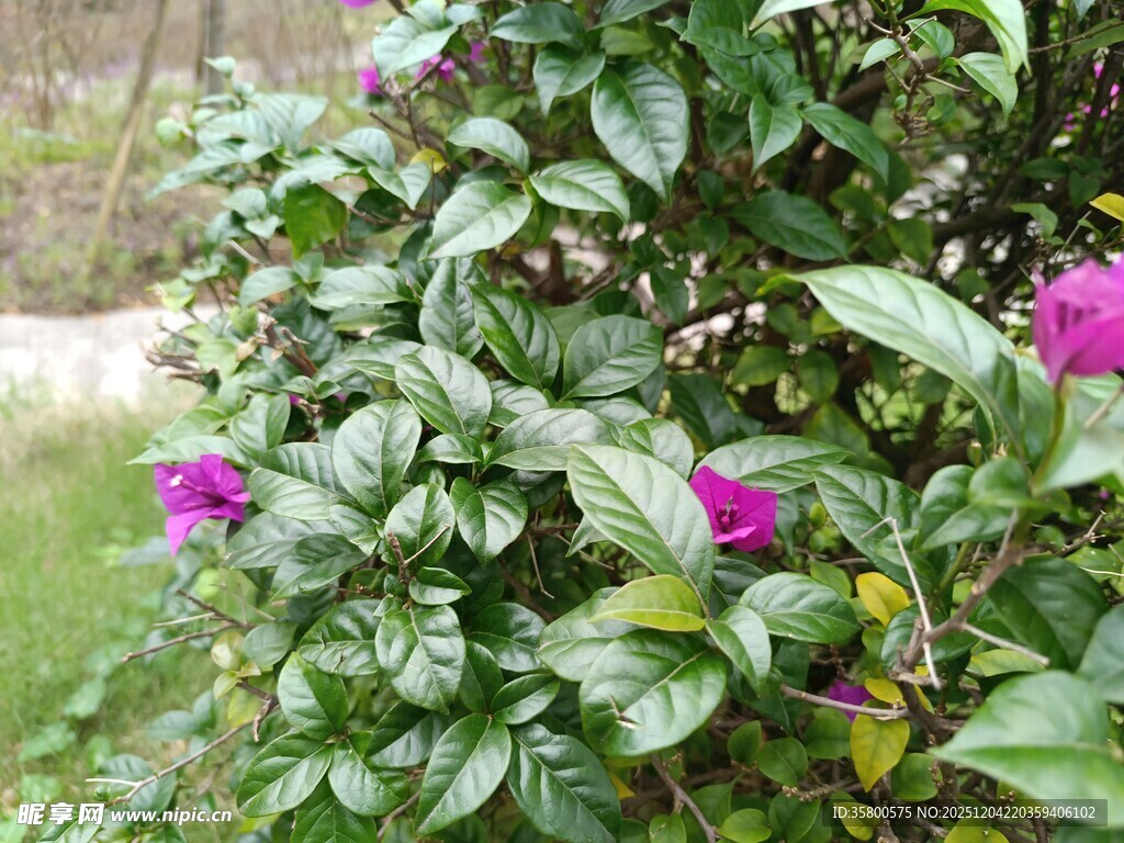 绿叶丛中绽放的艳丽花朵