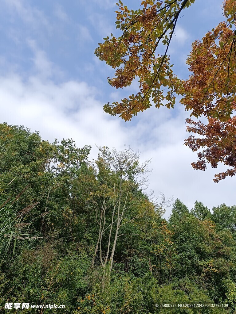 秋日山林树梢美景