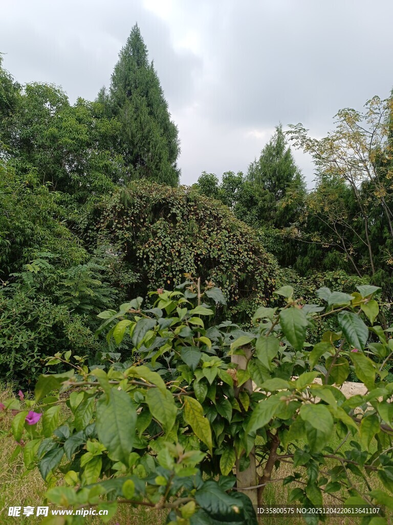 繁茂绿植景观