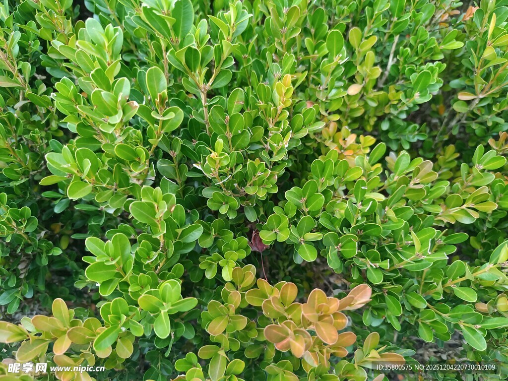 翠绿灌木丛中的斑驳色彩