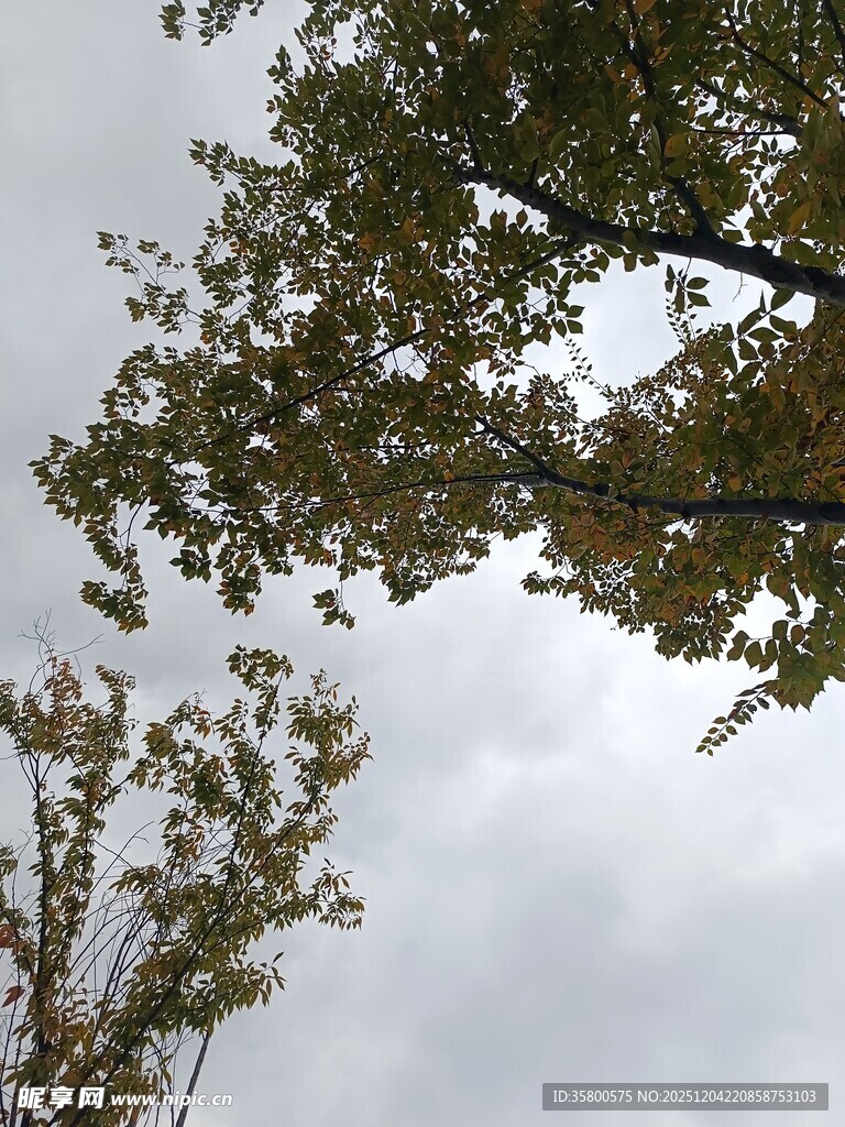 仰视枝叶间的灰白天空