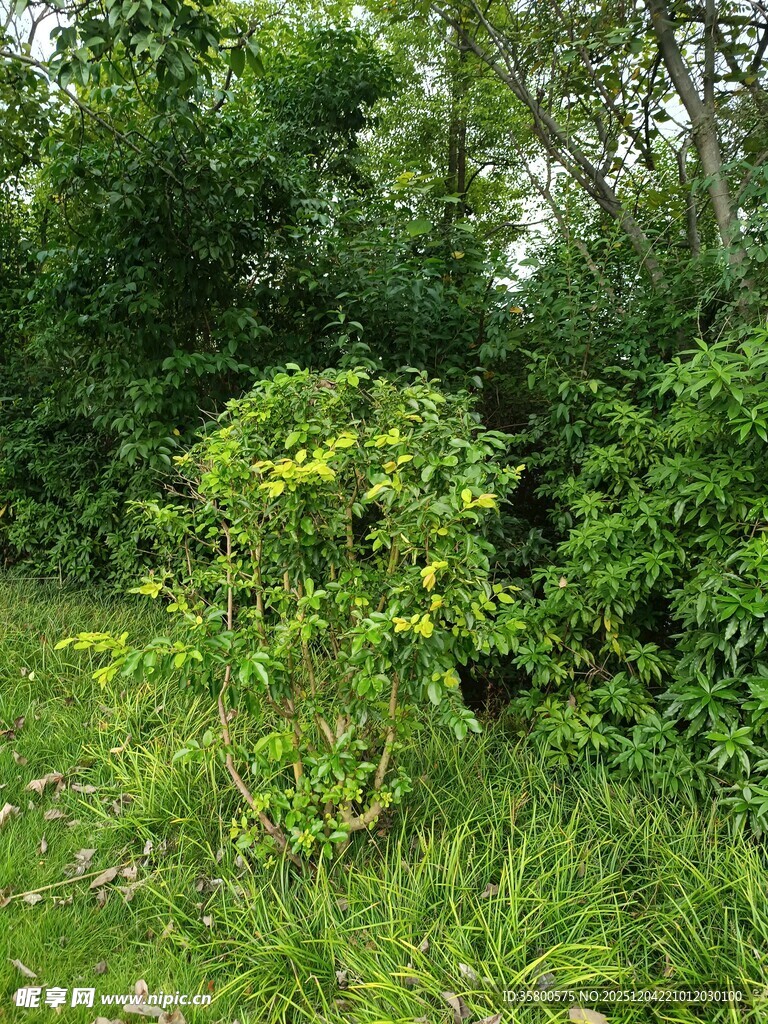 绿意盎然的野外灌木丛