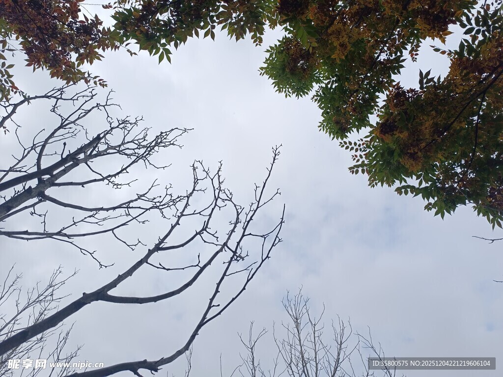 仰视树枝与天空景象