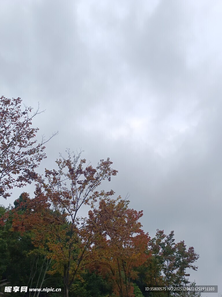 秋日树林上空的阴沉天空