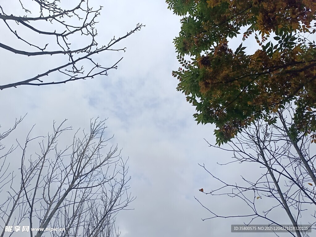仰视光秃树枝与绿叶