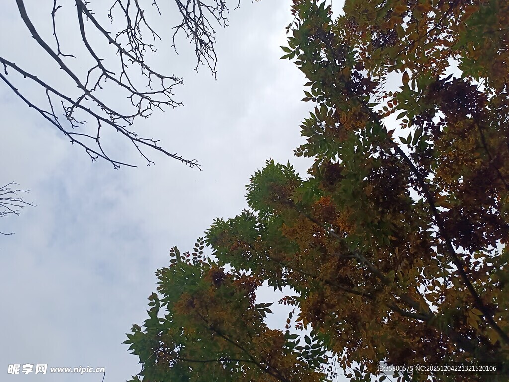 仰视茂密树林树冠