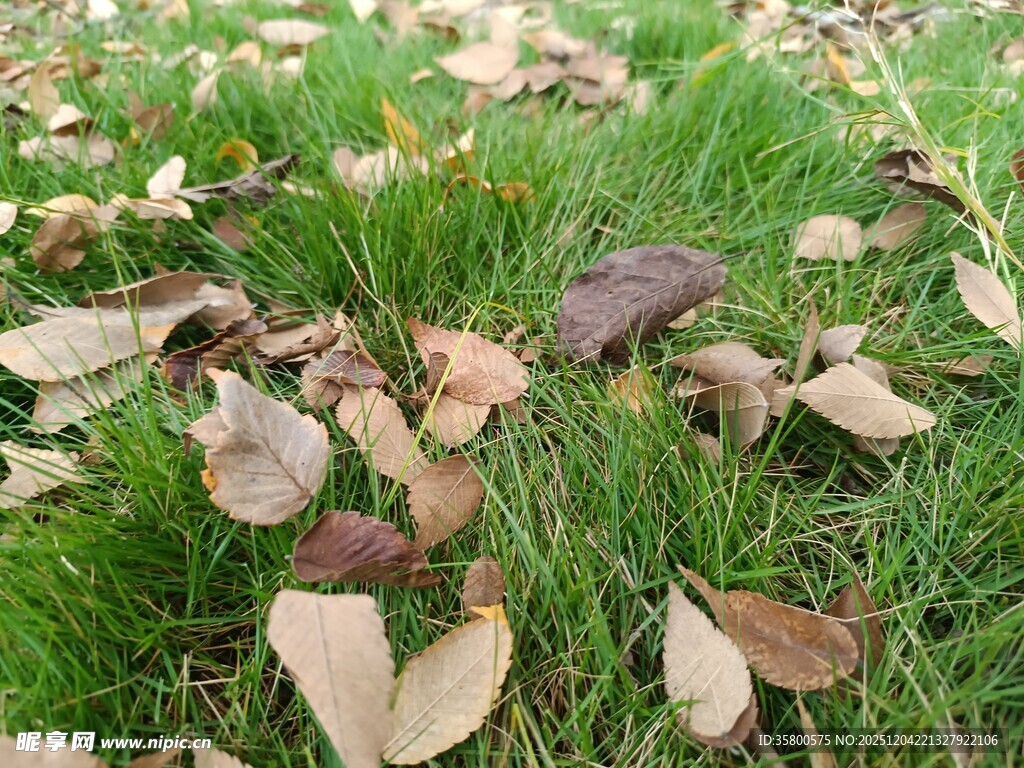 草地上的落叶