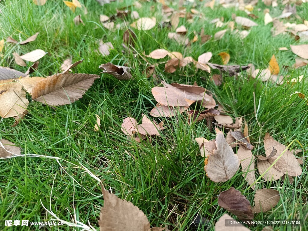 草地上的落叶